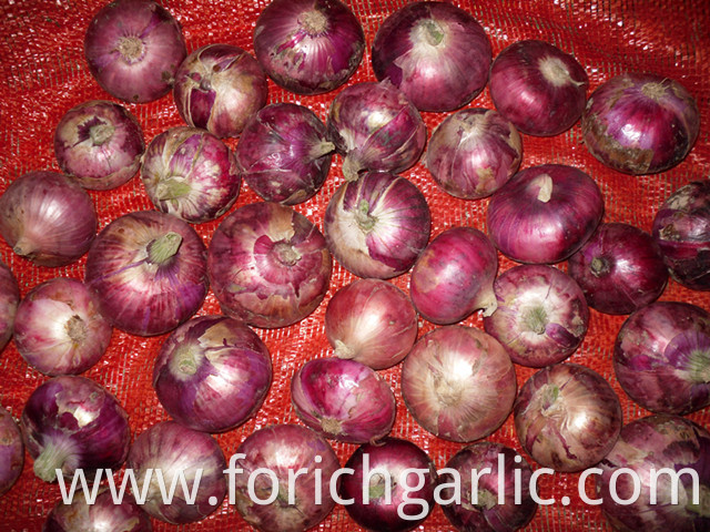 Red Onion